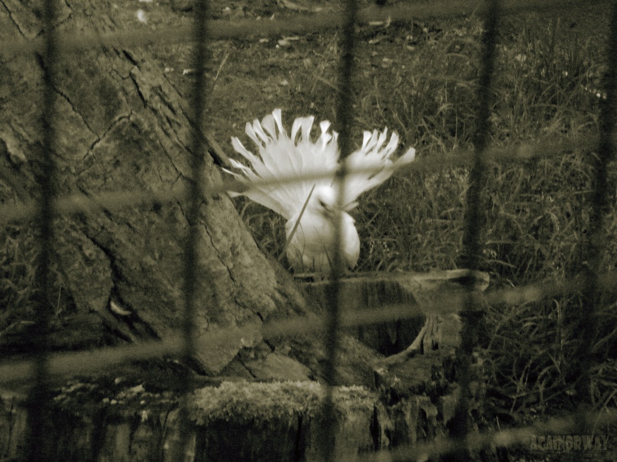 Janteloven – no&nbsp;individuality?