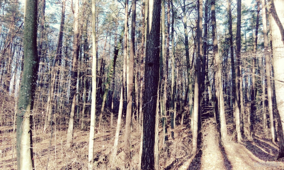 Ode to the&nbsp;forest.