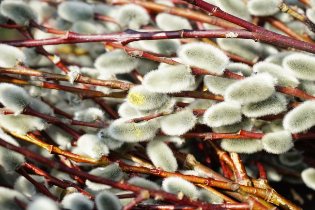 pussy-willow-318241_1920.jpg