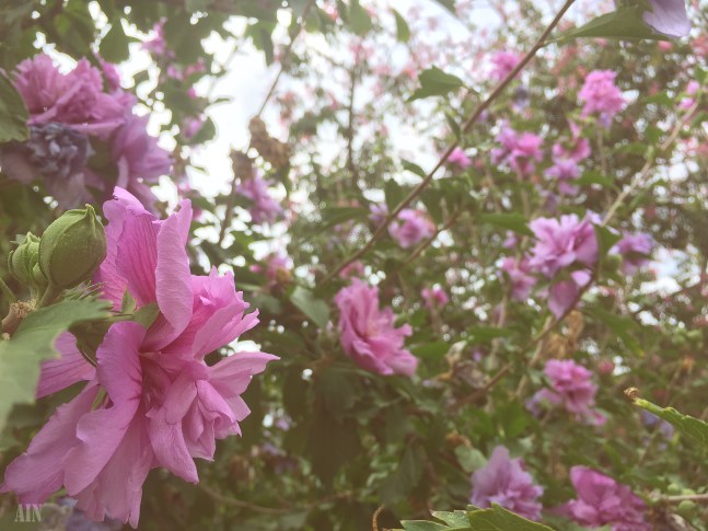 Photo-09-09-2018,-12-40-21