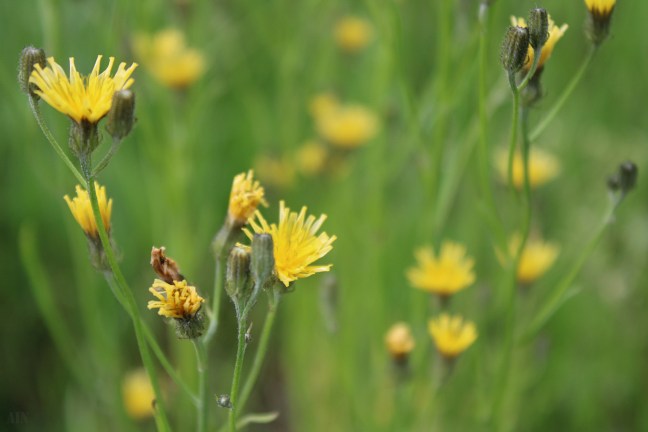 1013114182502492873-IMG-0103