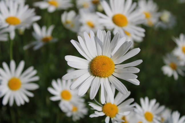 -2935781612997872233-IMG-0172