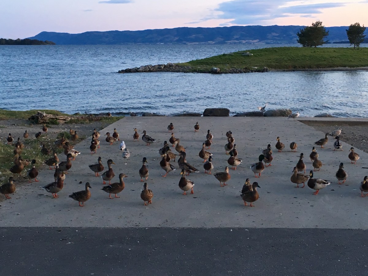 Kvinnen forsvinner – a&nbsp;poem.