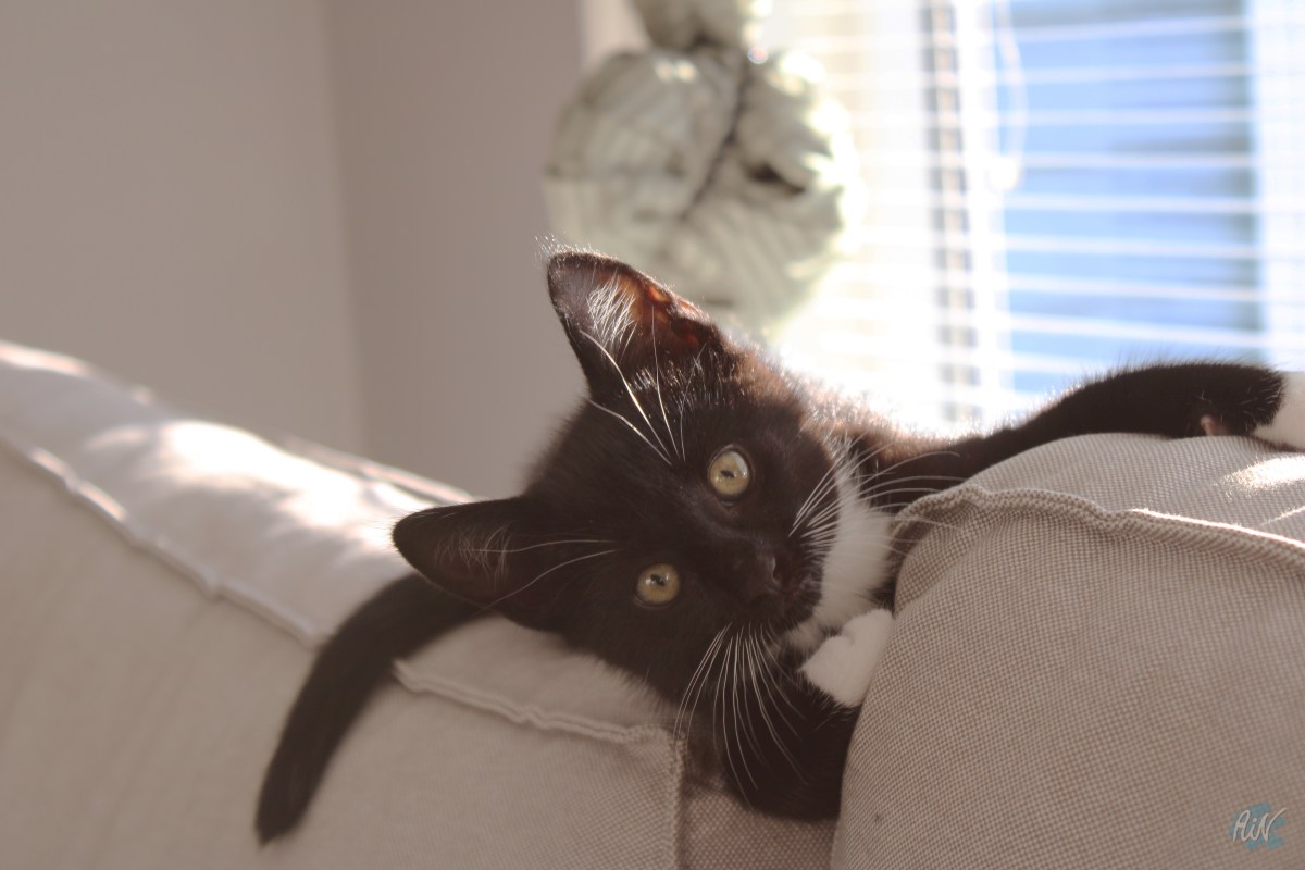 We’ve got a cat & winter is&nbsp;here.