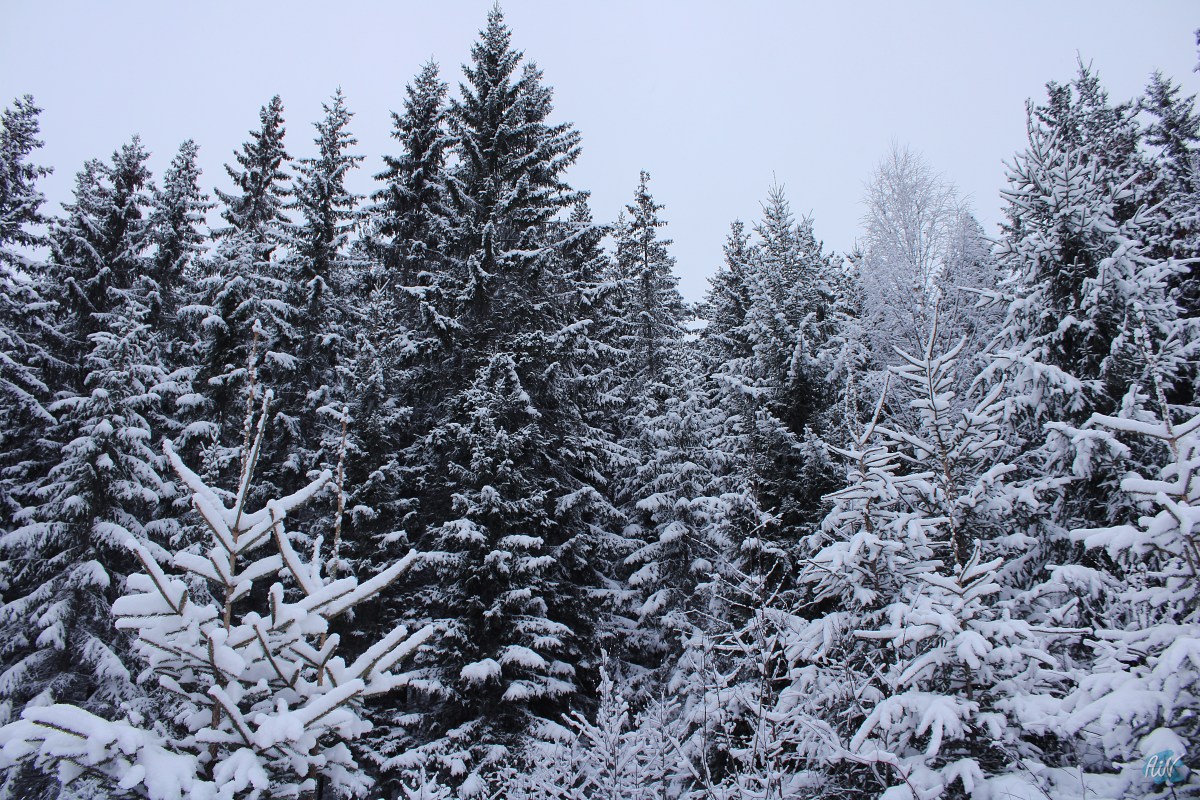 Woke up to a winter&nbsp;wonderland.